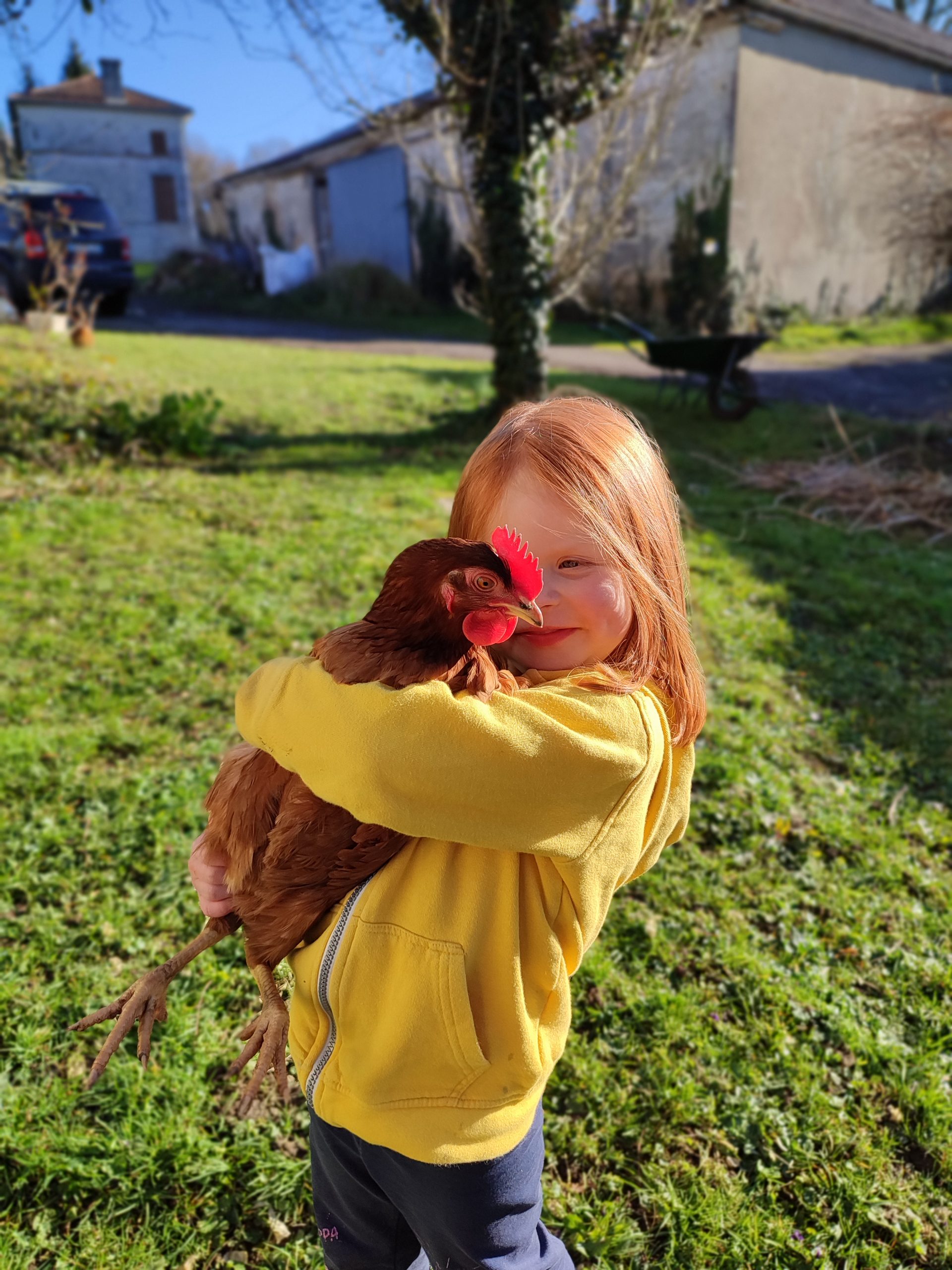 chicken in  a field, linden meadow, france