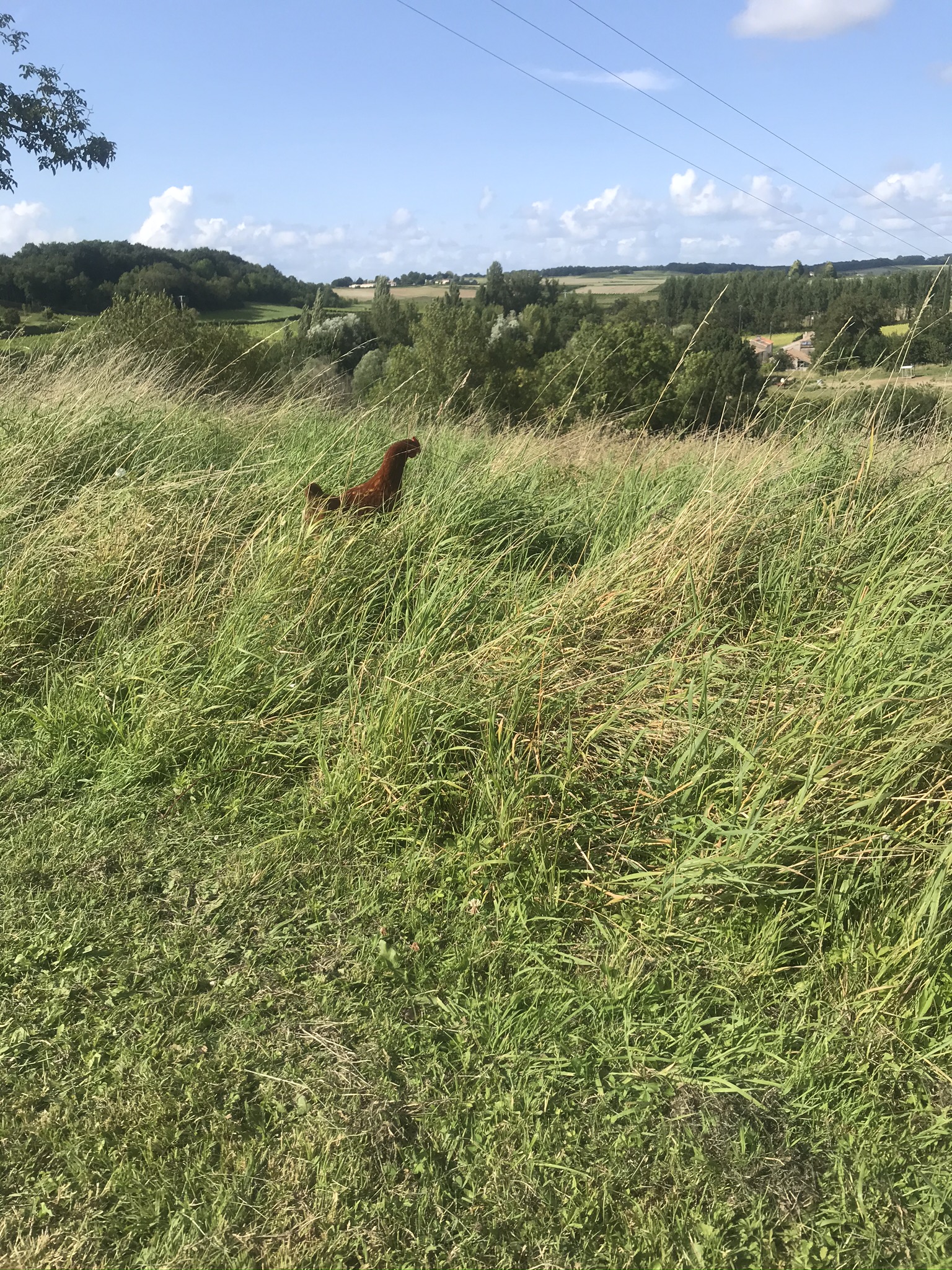 chicken in  a field, linden meadow, france