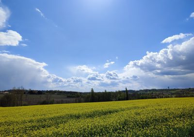 field, sunshine, france
